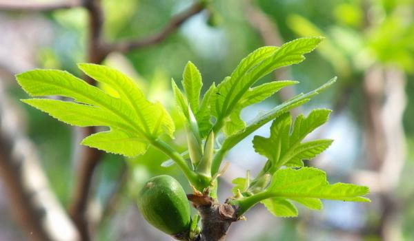 无花果叶治疗白斑的多久?