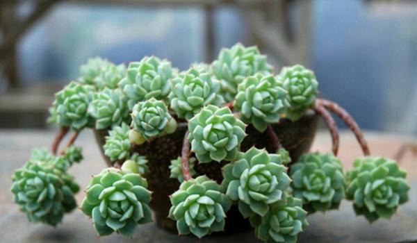 白牡丹多肉图片大全（老桩） 多肉植物白牡丹特点与简介