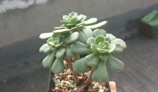 白牡丹多肉图片大全（老桩） 多肉植物白牡丹特点与简介