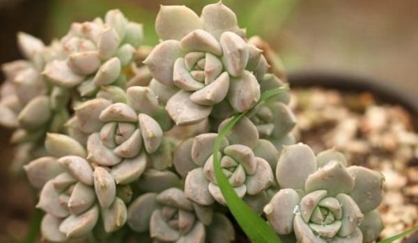 白牡丹多肉图片大全（老桩） 多肉植物白牡丹特点与简介