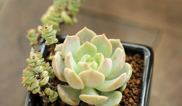 白牡丹多肉图片大全（老桩） 多肉植物白牡丹特点与简介