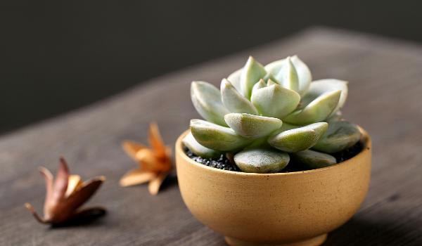 白牡丹多肉图片大全（老桩） 多肉植物白牡丹特点与简介