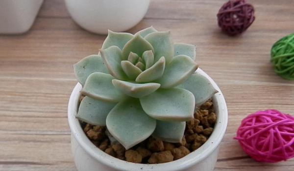 白牡丹多肉图片大全（老桩） 多肉植物白牡丹特点与简介