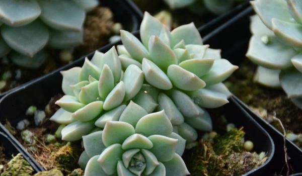 白牡丹多肉图片大全（老桩） 多肉植物白牡丹特点与简介