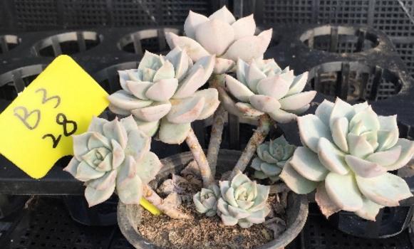 白牡丹多肉图片大全（老桩） 多肉植物白牡丹特点与简介