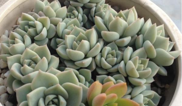 白牡丹多肉图片大全（老桩） 多肉植物白牡丹特点与简介