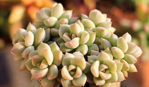 白牡丹多肉图片大全（老桩） 多肉植物白牡丹特点与简介