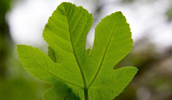 无花果叶的功效与作用及禁忌