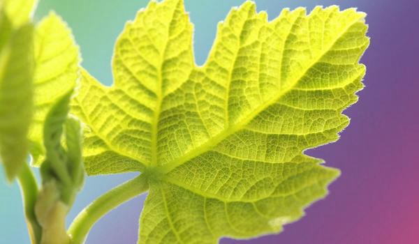 无花果叶的功效与作用及禁忌