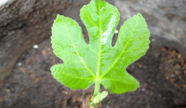 无花果叶的功效与作用及禁忌