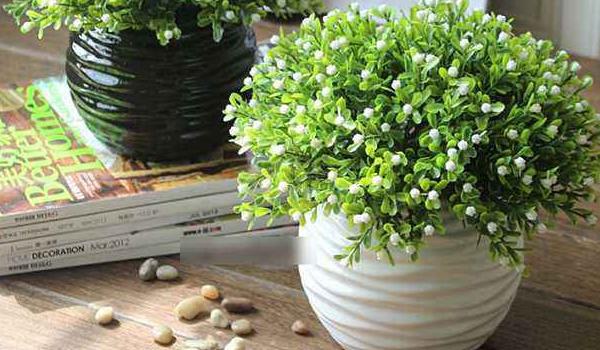 米兰花怎么养 米兰花养殖方法与注意事项