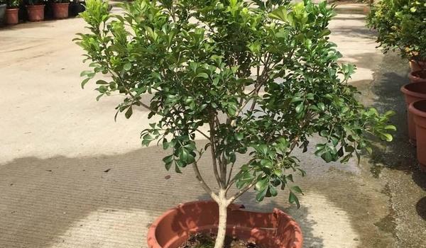 米兰花怎么养 米兰花养殖方法与注意事项