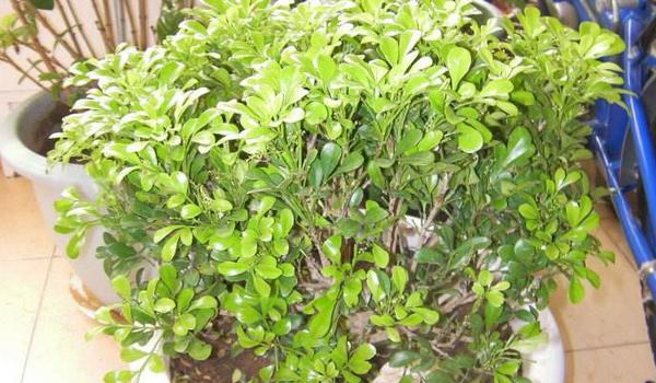 米兰花怎么养 米兰花养殖方法与注意事项