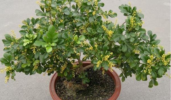 米兰花怎么养 米兰花养殖方法与注意事项