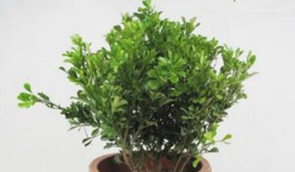 米兰花怎么养 米兰花养殖方法与注意事项