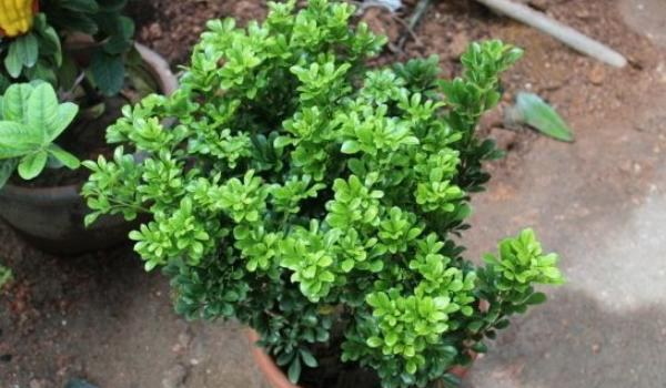 米兰花怎么养 米兰花养殖方法与注意事项