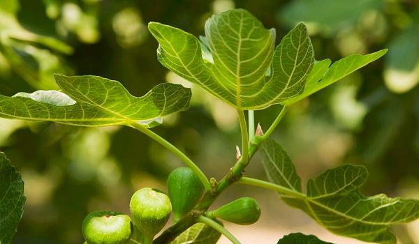 无花果叶的功效与作用及禁忌
