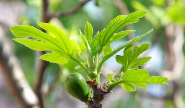 无花果叶的功效与作用及禁忌