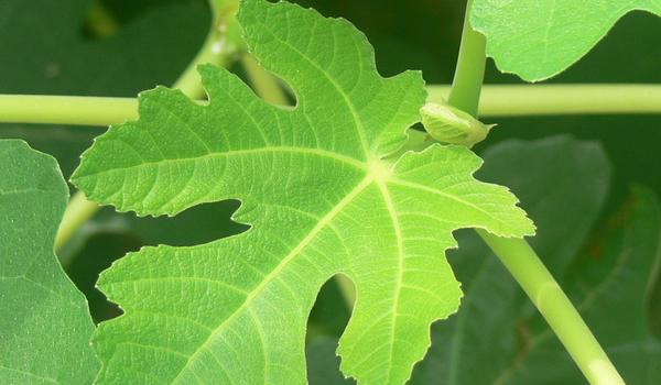 无花果叶的功效与作用及禁忌