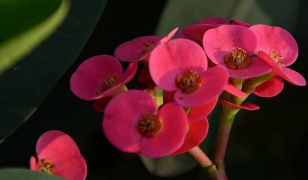 虎刺梅图片大全 虎刺梅花语及寓意 虎刺梅有哪些品种