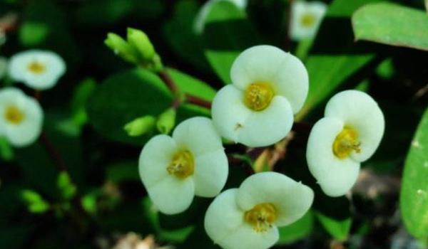 虎刺梅图片大全 虎刺梅花语及寓意 虎刺梅有哪些品种