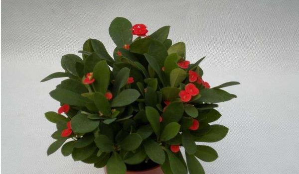 虎刺梅图片大全 虎刺梅花语及寓意 虎刺梅有哪些品种