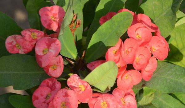 虎刺梅图片大全 虎刺梅花语及寓意 虎刺梅有哪些品种