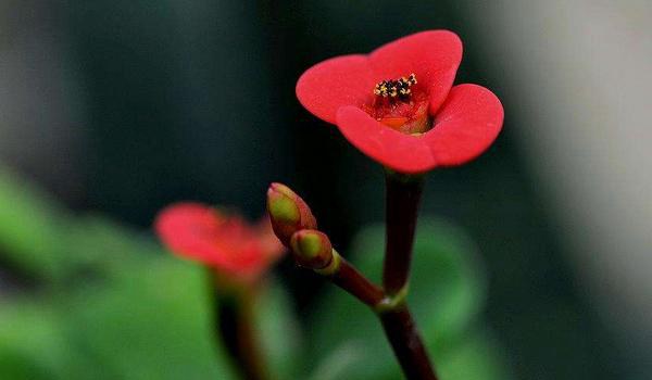 虎刺梅图片大全 虎刺梅花语及寓意 虎刺梅有哪些品种