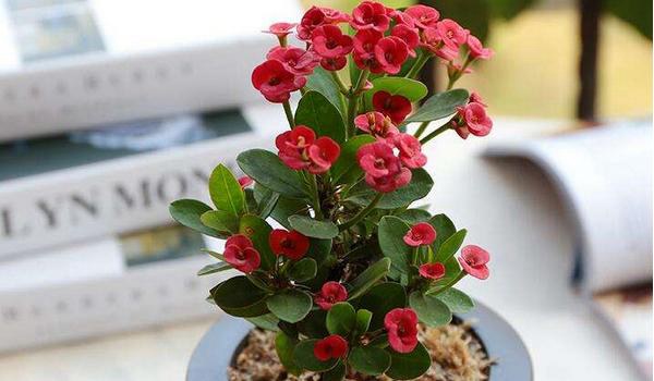 虎刺梅图片大全 虎刺梅花语及寓意 虎刺梅有哪些品种