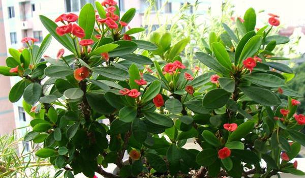 虎刺梅图片大全 虎刺梅花语及寓意 虎刺梅有哪些品种
