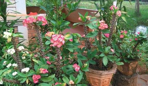 虎刺梅图片大全 虎刺梅花语及寓意 虎刺梅有哪些品种