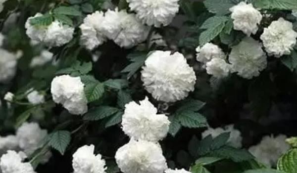 荼蘼花图片大全 荼蘼花语及寓意 荼蘼花有几种颜色