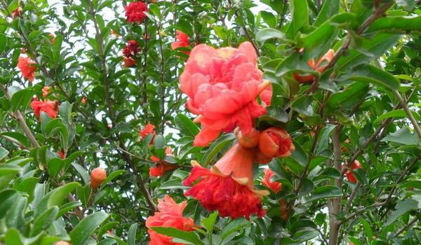 石榴花怎么扦插繁殖 石榴花怎么施肥