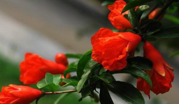 石榴花怎么扦插繁殖 石榴花怎么施肥