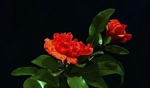 石榴花怎么扦插繁殖 石榴花怎么施肥