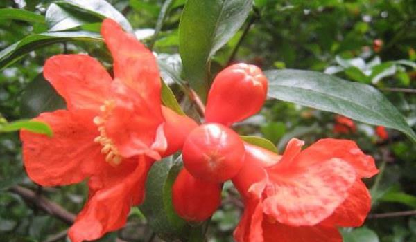 石榴花怎么扦插繁殖 石榴花怎么施肥