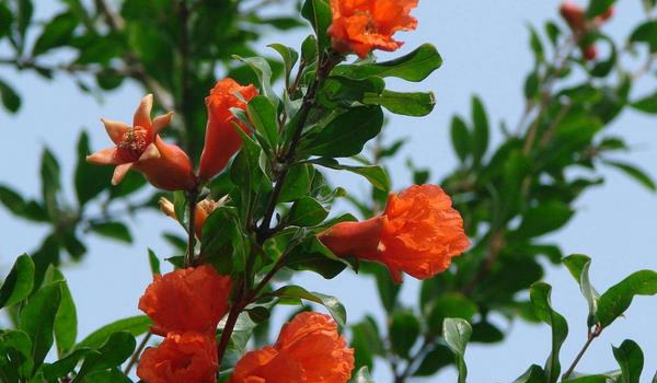 石榴花怎么扦插繁殖 石榴花怎么施肥