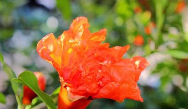 石榴花怎么扦插繁殖 石榴花怎么施肥