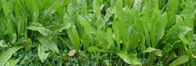 将军菊苣牧草种植多久？