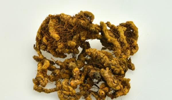 黄连的功效与作用及禁忌