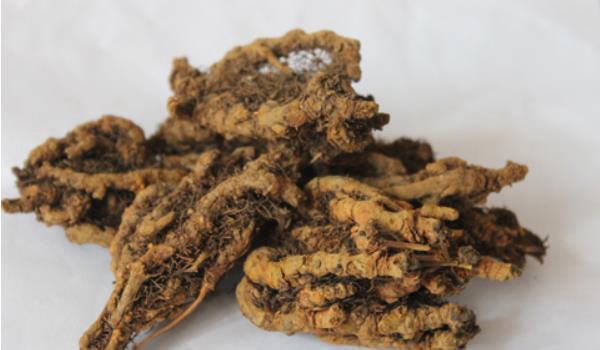 黄连的功效与作用及禁忌