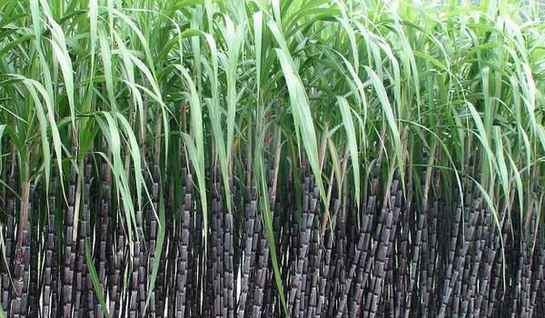 甘蔗怎么种 甘蔗种植技术与注意事项