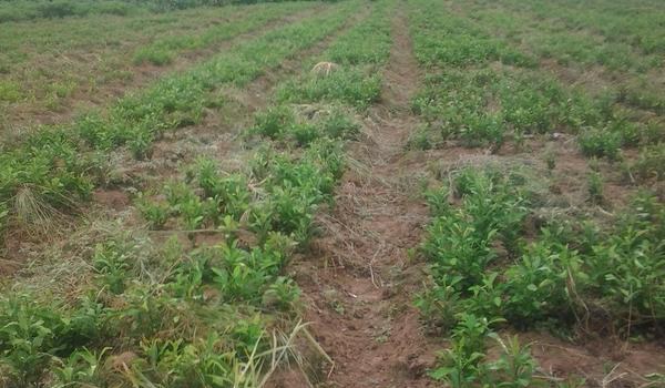 代代橘的养殖栽培多久?