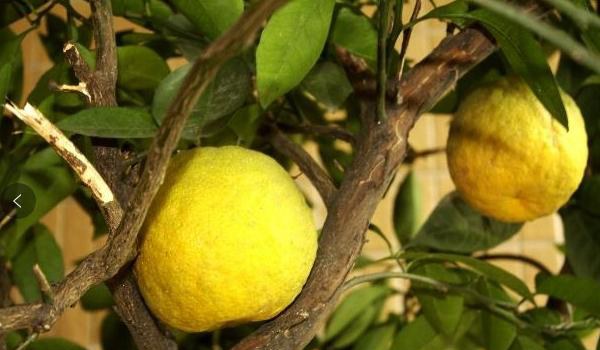 代代橘的养殖栽培多久?