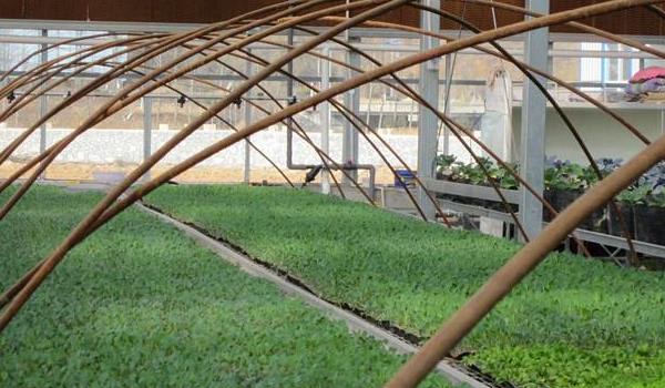 航椒4号什么时候种 航椒4号种植技术