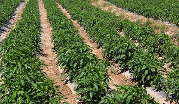 航椒4号什么时候种 航椒4号种植技术