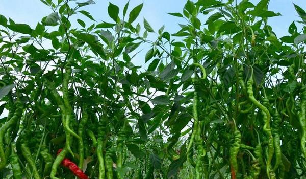 航椒4号什么时候种 航椒4号种植技术