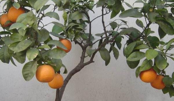 代代橘的养殖栽培多久?