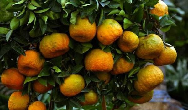 代代橘的养殖栽培多久?