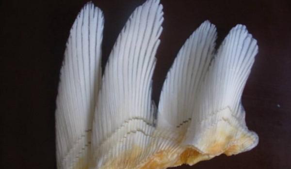 鲨鱼骨的功效与作用及禁忌 鲨鱼骨怎么吃